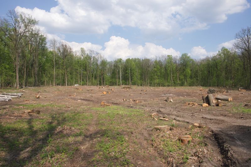Pine Tree Clearing in Houston, TX