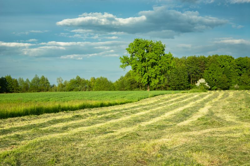 Pool Land Clearing in Houston, TX
