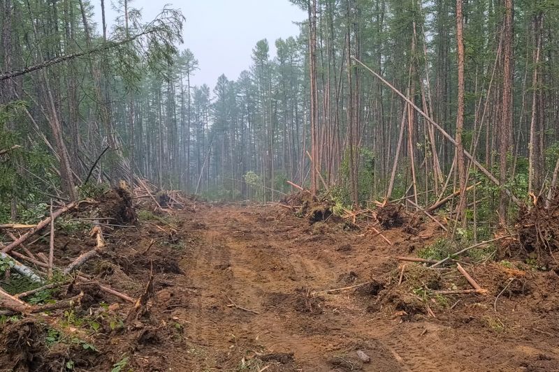 Thicket Clearing in Houston, TX